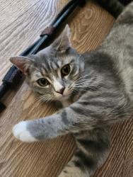 Lost Male Cat last seen Goebel and Garfield, Lombard, IL 60148