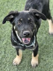 Shelter Stray Female Dog last seen Peter Ave & Holbrook Ave, Reedley Zone Fresno CO 4 93654, CA, 1510 W Dan Ronquillo Dr, Fresno, CA 93706, USA
