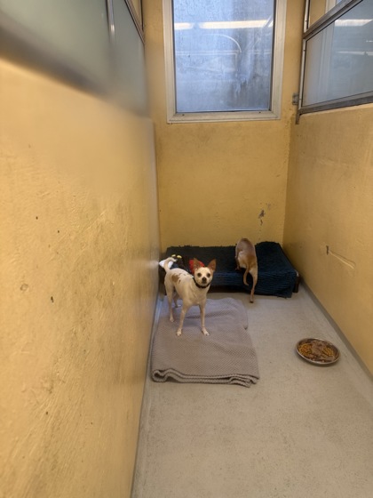 Shelter Stray Male Dog last seen Harborview Medical Center, Seattle, WA, 2061 15th Ave W, Seattle, WA 98119, USA