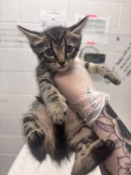 Shelter Stray Female Cat last seen Near N Longwood St, 21216, MD, 2490 Giles Rd, Baltimore, MD 21225, USA