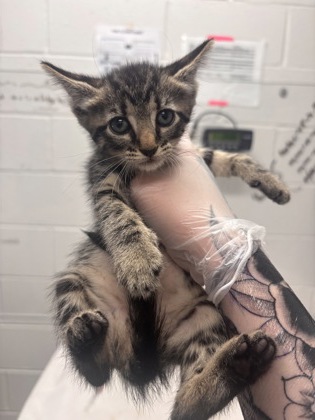 Shelter Stray Female Cat last seen Near N Longwood St, 21216, MD, 2490 Giles Rd, Baltimore, MD 21225, USA