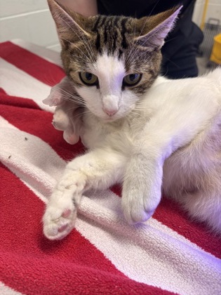 Shelter Stray Female Cat last seen N Luzerne Ave near Patterson Park, 21224, MD, 2490 Giles Rd, Baltimore, MD 21225, USA