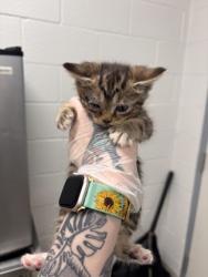 Shelter Stray Male Cat last seen N Luzerne Ave near Patterson Park, 21224, MD, 2490 Giles Rd, Baltimore, MD 21225, USA