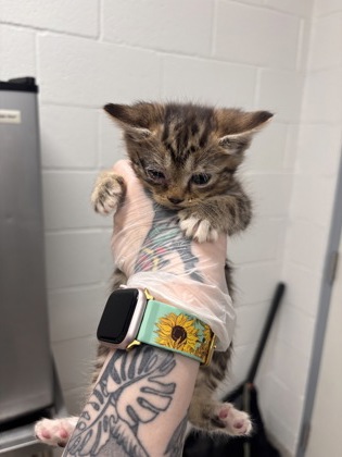 Shelter Stray Male Cat last seen N Luzerne Ave near Patterson Park, 21224, MD, 2490 Giles Rd, Baltimore, MD 21225, USA