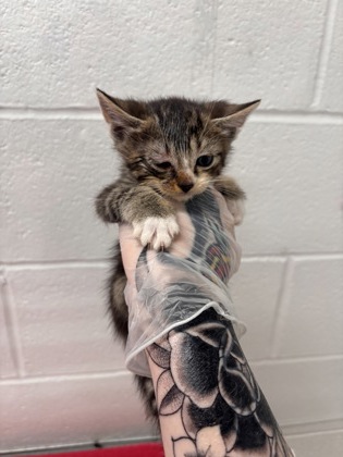 Shelter Stray Female Cat last seen N Luzerne Ave near Patterson Park, 21224, MD, 2490 Giles Rd, Baltimore, MD 21225, USA