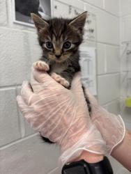 Shelter Stray Female Cat last seen N Luzerne Ave near Patterson Park, 21224, MD, 2490 Giles Rd, Baltimore, MD 21225, USA