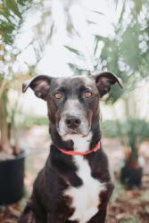 Shelter Stray Female Dog last seen Near Ashley Hall Road, City of Charleston, SC, 2455 Remount Rd, North Charleston, SC 29406, USA