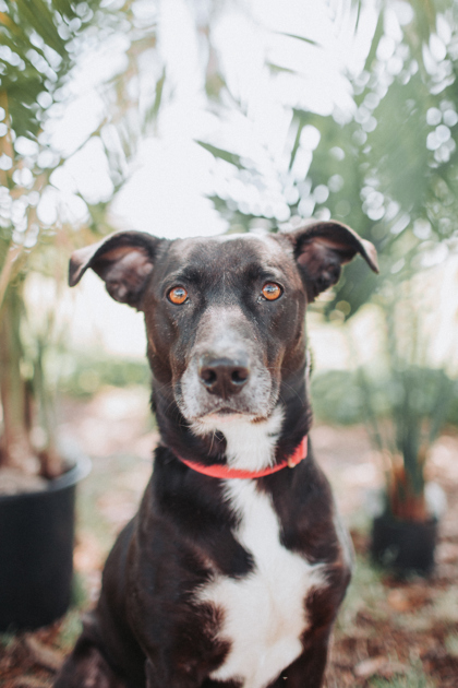 Shelter Stray Female Dog last seen Near Ashley Hall Road, City of Charleston, SC, 2455 Remount Rd, North Charleston, SC 29406, USA