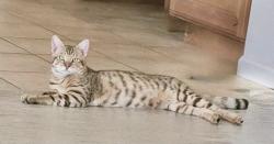Reunited Male Cat last seen Barrel springs, Palmdale, CA 93550