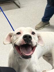 Shelter Stray Female Dog last seen Brownstone Road, Caddo Parish, LA, 1500 Monty St, Shreveport, LA 71107, USA