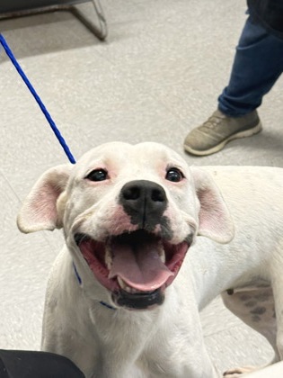Shelter Stray Female Dog last seen Brownstone Road, Caddo Parish, LA, 1500 Monty St, Shreveport, LA 71107, USA