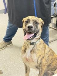 Shelter Stray Female Dog last seen Brownstone Road, Caddo Parish, LA, 1500 Monty St, Shreveport, LA 71107, USA