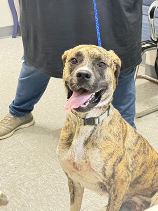 Shelter Stray Female Dog last seen Brownstone Road, Caddo Parish, LA, 1500 Monty St, Shreveport, LA 71107, USA