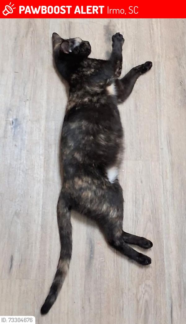Lost Female Cat last seen Hollingshed Rd and Dutch Dr, Irmo, SC 29063
