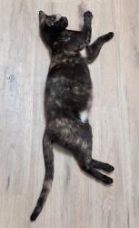Lost Female Cat last seen Hollingshed Rd and Dutch Dr, Irmo, SC 29063