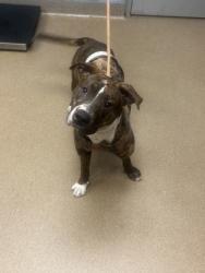 Shelter Stray Male Dog last seen Near Beachhill DrDoraville, GA 30340, 30340, GA, 3280 Chamblee Dunwoody Rd, Chamblee, GA 30341, USA
