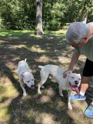 Reunited Male Dog last seen Church Rd. Saxapahaw, NC, Saxapahaw, NC 27253