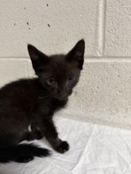 Shelter Stray Male Cat last seen Near Louisiana Ave, Knox County GP, TN, 3201 Division St, Knoxville, TN 37919, USA