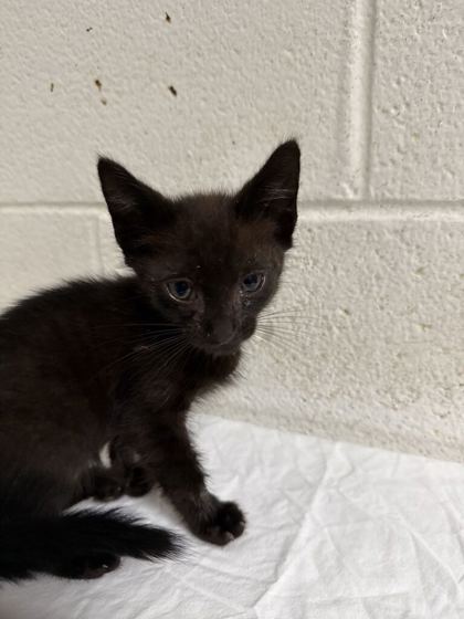 Shelter Stray Male Cat last seen Near Louisiana Ave, Knox County GP, TN, 3201 Division St, Knoxville, TN 37919, USA