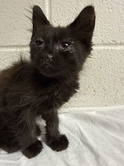 Shelter Stray Female Cat last seen Near Louisiana Ave, Knox County GP, TN, 3201 Division St, Knoxville, TN 37919, USA