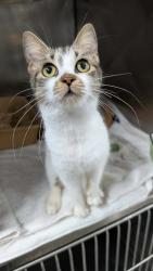 Shelter Stray Female Cat last seen Near Campden Square Dr, New Bern City Limits, NC, 1639 Old Airport Rd, New Bern, NC 28562, USA
