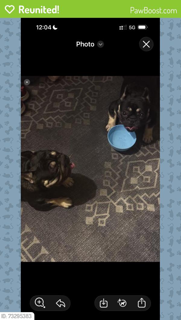 Reunited Male Dog last seen Joe Wilson, Cedar Hill, TX 75104
