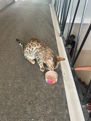 Reunited Unknown Cat last seen Salisbury and Elwell, Burnaby, BC V5E 2Z7