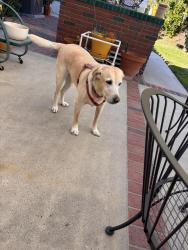 Reunited Female Dog last seen Westlake Blvd/ Bridgegate, Westlake Village, CA 91361