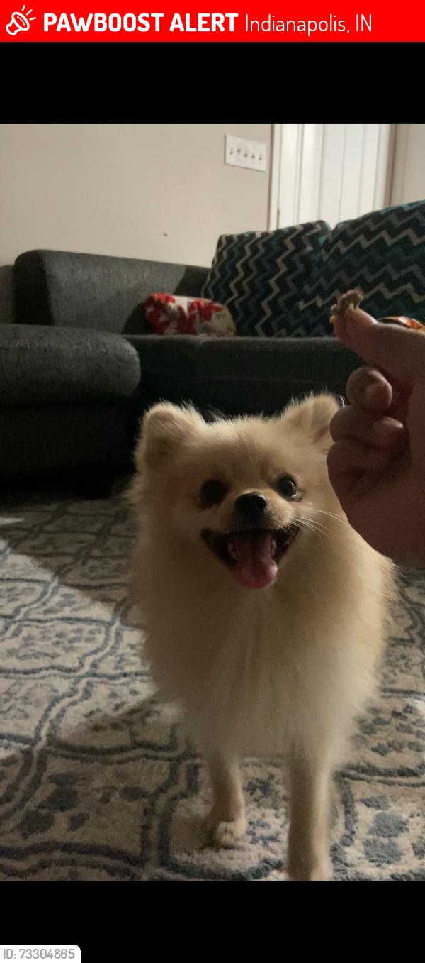 Lost Male Dog last seen Radcliffe and Lawrence Ave, Indianapolis, IN 46227