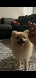 Lost Male Dog last seen Radcliffe and Lawrence Ave, Indianapolis, IN 46227