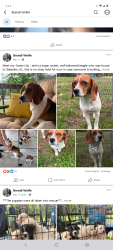 Lost Female Dog last seen Canterbury Station, Gadsden, AL 35902