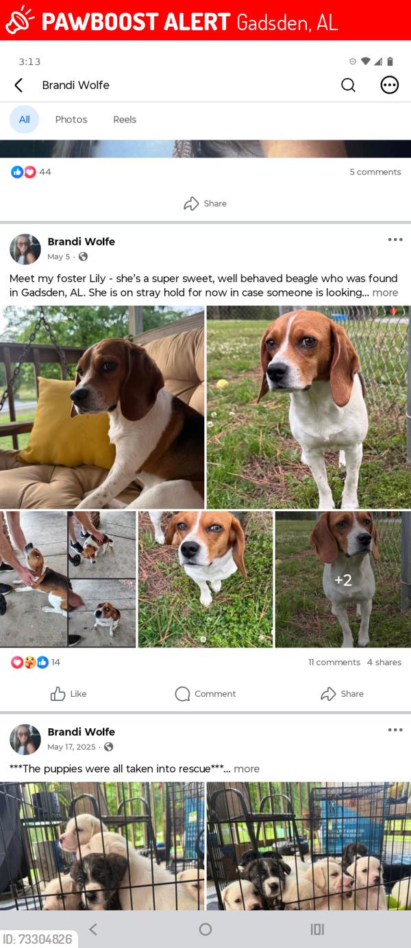 Lost Female Dog last seen Canterbury Station, Gadsden, AL 35902