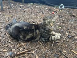 Lost Male Cat last seen Hyde Street and Riverside Drive, Burlington, NC 27217