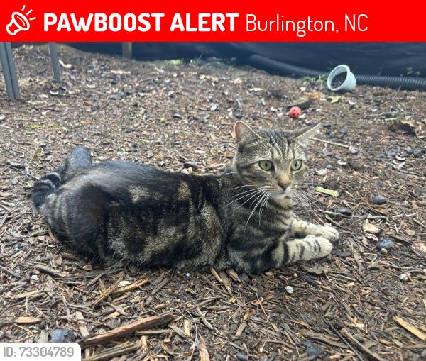 Lost Male Cat last seen Hyde Street and Riverside Drive, Burlington, NC 27217