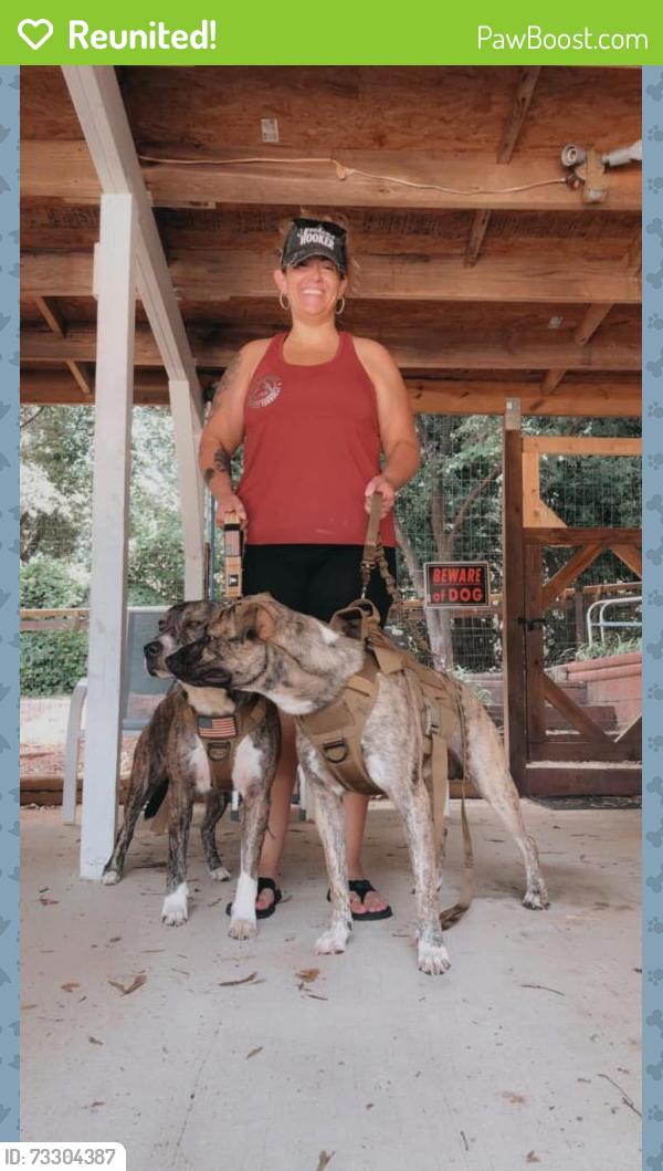 Reunited Male Dog last seen Mcadenville Rd/Oak street, Lowell, NC 28098