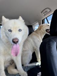 Reunited Female Dog last seen S. Andes Way and Colorado Dr., Aurora, CO 80017