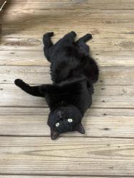 Reunited Female Cat last seen Moultonboro Cul-de-sac, Wake Forest, NC 27587