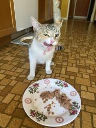 Reunited Female Cat last seen Lark Ellen cross street, Rowland Elementary School landmark, West Covina, CA 91791