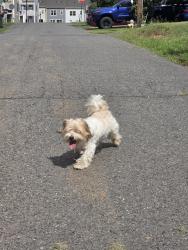 Reunited Unknown Dog last seen School St Manassas, Manassas, VA 20110