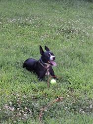 Reunited Male Dog last seen Blackjack rd, Flowery Branch, GA 30542