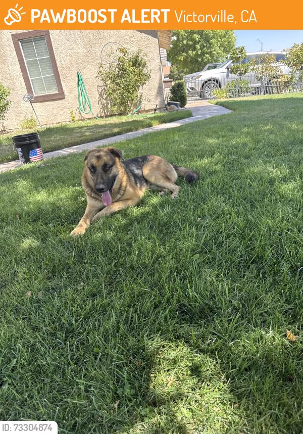 Found/Stray Male Dog last seen La mesa, Victorville, CA 92392