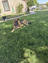 Found/Stray Male Dog last seen La mesa, Victorville, CA 92392