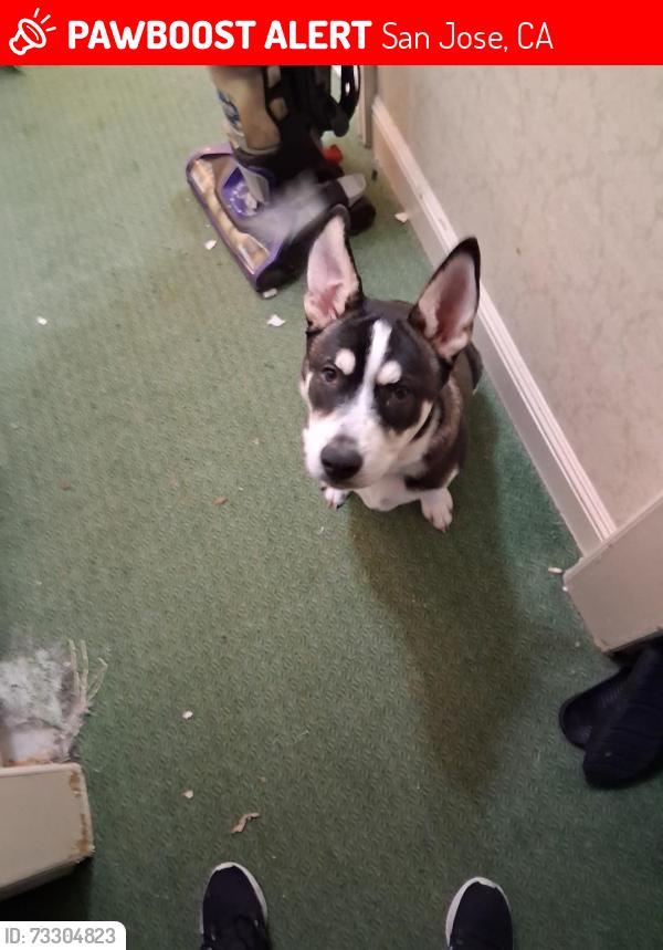 Lost Male Dog last seen Near pedro st, San Jose, CA 95126