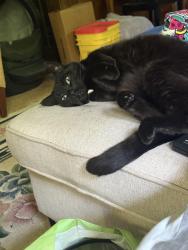Lost Female Cat last seen Calvary evangelical church, Minneapolis, MN 55411