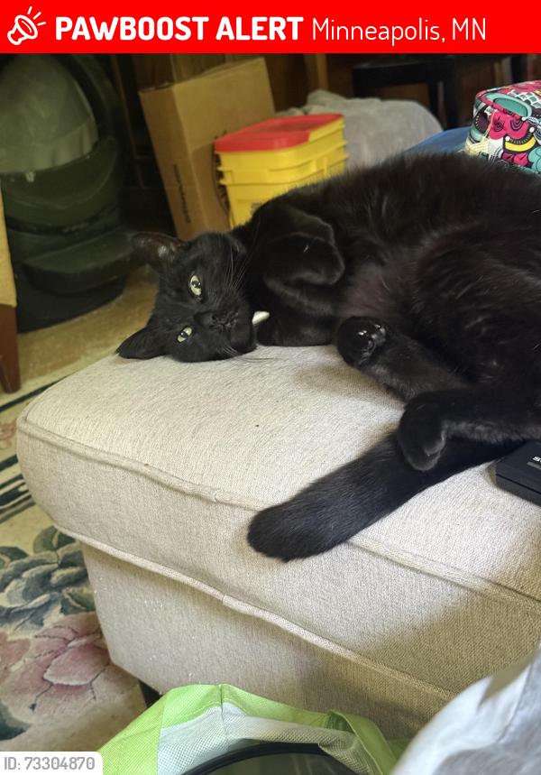 Lost Female Cat last seen Calvary evangelical church, Minneapolis, MN 55411