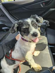 Reunited Female Dog last seen 5th st NE & 46th Ave NE, Columbia Heights, Columbia Heights, MN 55421