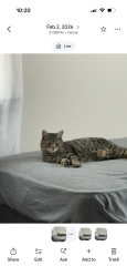 Lost Female Cat last seen w 24th st and Ashland , near Lorain High School, Lorain, OH 44052