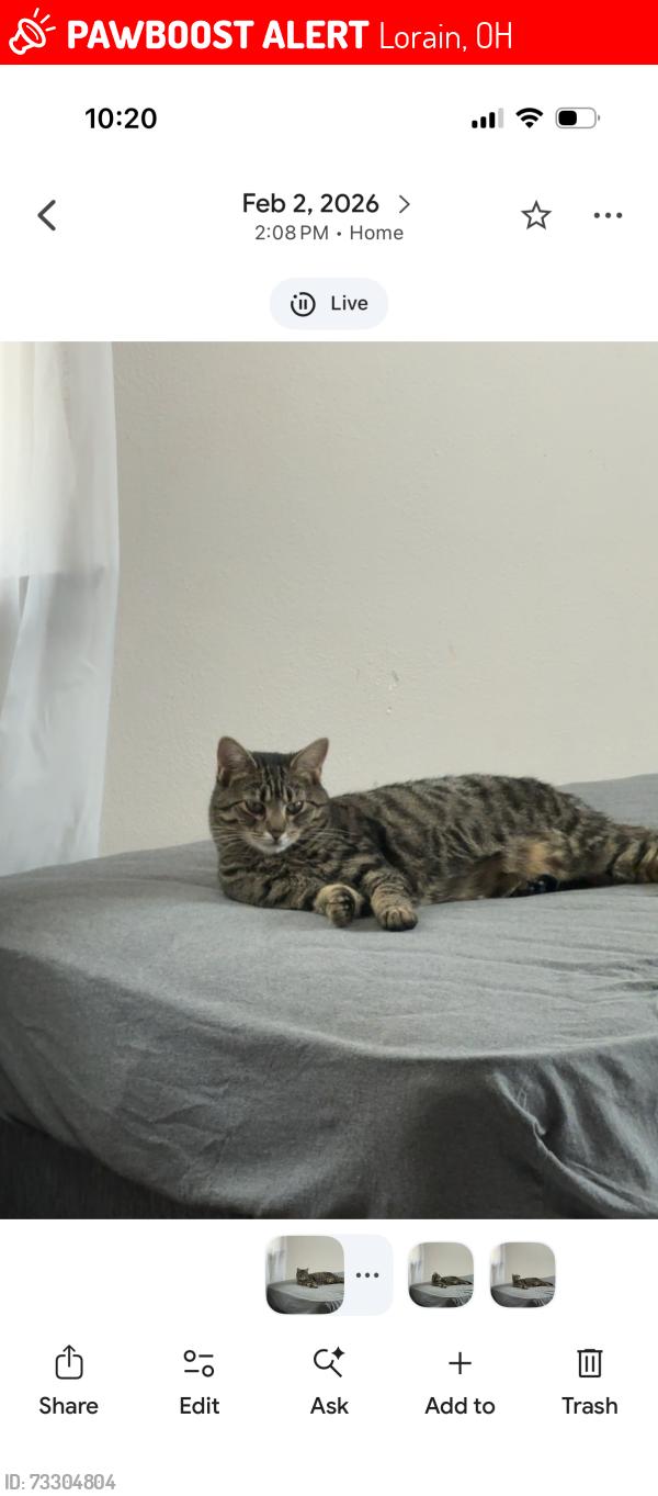Lost Female Cat last seen w 24th st and Ashland , near Lorain High School, Lorain, OH 44052