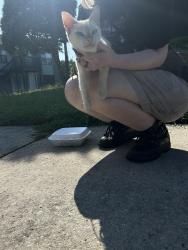 Found/Stray Female Cat last seen Near apmts on main, High Point, NC 27262