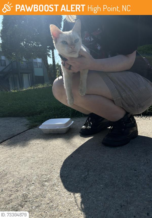 Found/Stray Female Cat last seen Near apmts on main, High Point, NC 27262